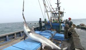 Ψάρεμα: Η… μάχη ψαράδων για να σηκώσουν τεράστιο ξιφία (video)