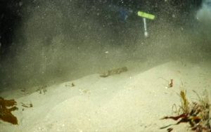 Χταπόδι προσπαθεί να φάει έναν κάβουρα, όμως το τέλος του ήταν τραγικό… (video)