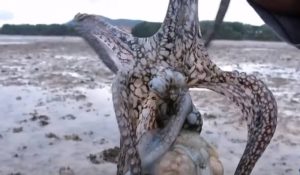 Πιάνει τα χταπόδια με τα χέρια και έναν απίθανο τρόπο… (Video)