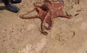 Ψάρεμα: Εβγαλε χταπόδι 5 κιλών με το… καλάμι (video)