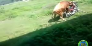 Οι πιο αποτυχημένες προσπάθειες ζευγαρώματος (video)