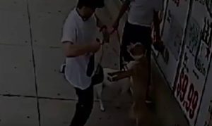 Δύο… ζώα βασανίζουν σκυλιά με απίστευτο τρόπο (video)