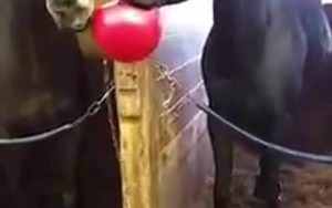 Και τα… άλογα παίζουν μπάλα στον στάβλο (video)