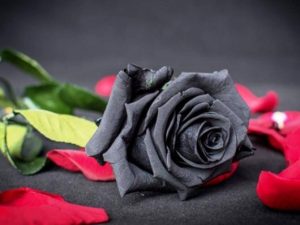Αυτοί είναι οι ιδανικοί ερωτικοί συνδυασμοί των ζωδίων