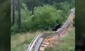 Πήγε βόλτα με τρενάκι σε λούνα παρκ και είδε μπροστά του αρκούδες (video)