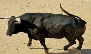 Οι αγελάδες και ο καινούριος ταύρος
