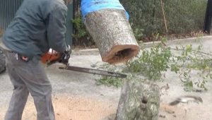 Εκοβε κορμό δέντρου με το αλυσοπρίονο και έπαθε σοκ με αυτό που πετάχτηκε… (video)