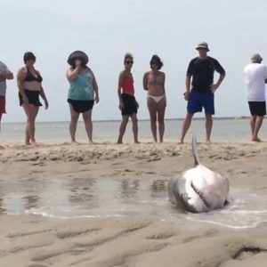 Απίστευτη διάσωση καρχαρία! (video)