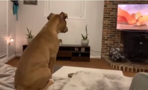 Συγκινητικό! Σκύλος κλαίει με το «Lion King» (video)