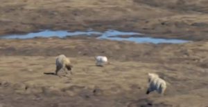 Λαγός έβγαλε… νοκ άουτ δύο λύκους (video)