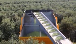 Ετσι μαζεύουν τις ελιές χωρίς… ιδρώτα (video)