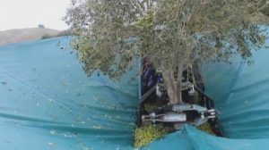 Απίθανο μηχάνημα, μαζεύει τις ελιές σε χρόνο dt (video)