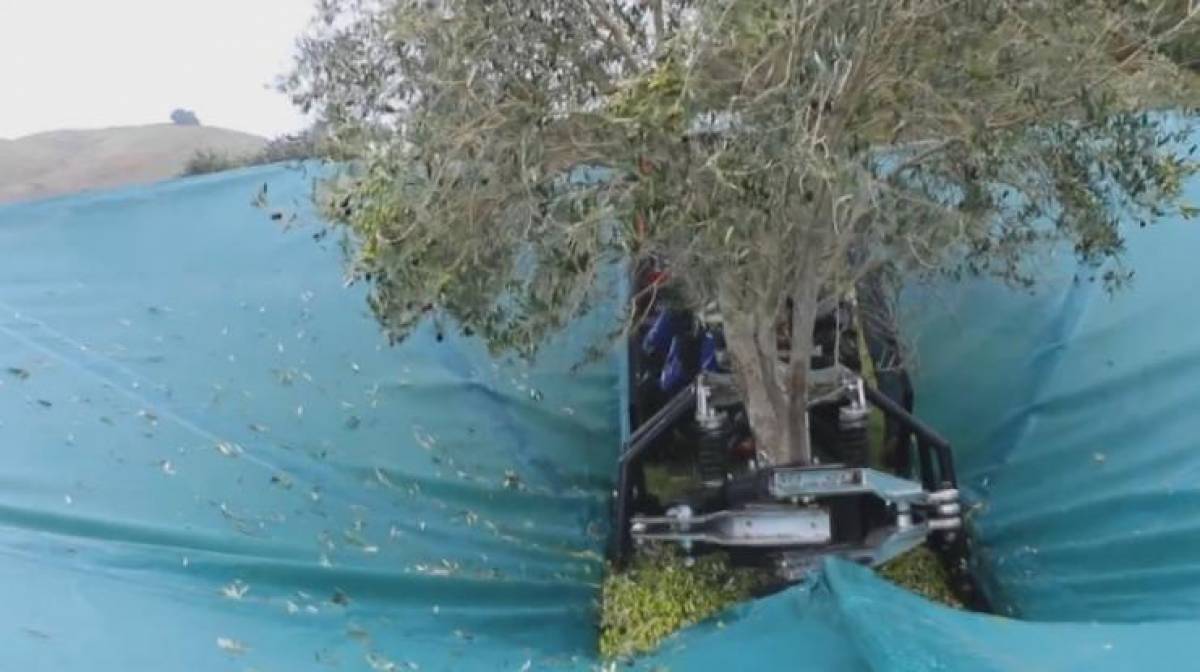 Απίθανο μηχάνημα, μαζεύει τις ελιές σε χρόνο dt (video)
