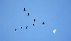 Γιατί τα πουλιά πετούν σε σχηματισμό «V»;