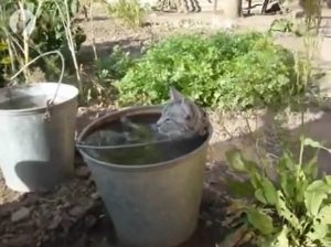 Γάτα παίρνει το… μπάνιο της και ρεμβάζει (video)