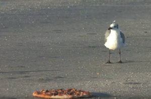 Γλάροι… τσακίζουν μια πίτσα σπέσιαλ (video)