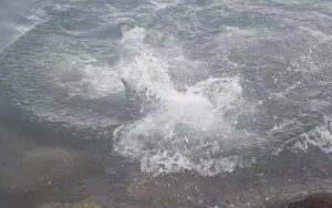 Καρχαρίας βγήκε στα… ρηχά κι άρχισε να κατασπαράζει γλάρους (Video)