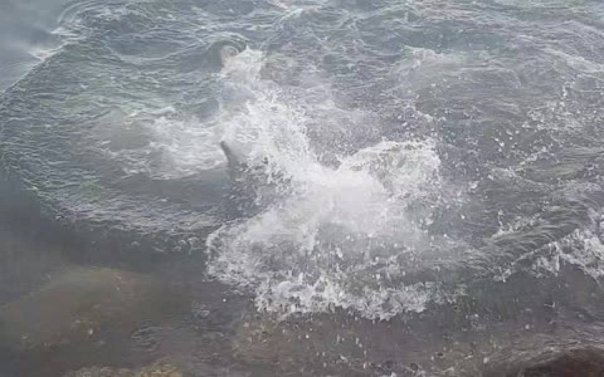 Καρχαρίας βγήκε στα... ρηχά κι άρχισε να κατασπαράζει γλάρους (Video)