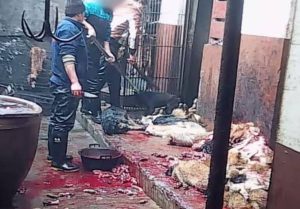 Σκληρό βίντεο: Σκοτώνουν σκυλιά για το δέρμα τους!