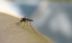 Μ’ αυτά διώχνεις μακριά τα κουνούπια από το σπίτι (photos)