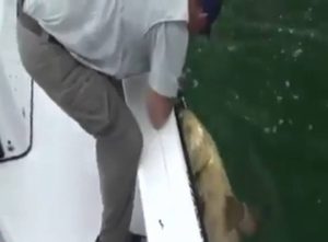 Δόλωσε ζωντανή τσιπούρα και έπιασε μια τεράστια σφυρίδα (video)
