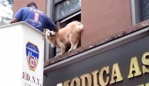 Επιχείρηση διάσωσης … σκύλου! (video)