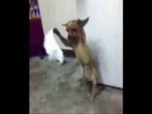 Απίστευτο: Σκύλος χορεύει ποντιακά! (video)