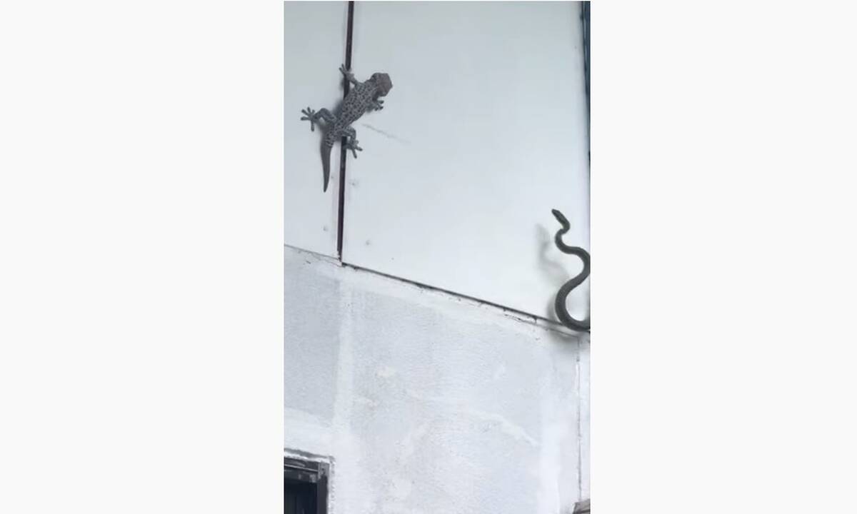 Τρομερή μάχη - Φίδι παλεύει με σαύρα γκέκο (video)
