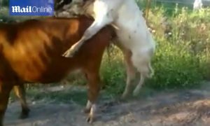 Η απόπειρα… ζευγαρώματος απέτυχε παταγωδώς (video)