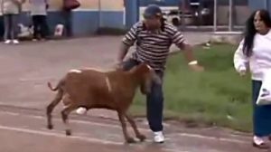 Πρόβατο βγήκε απ’ το μαντρί κι έγινε… ταύρος! (video)