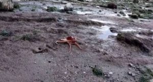 Χταπόδι βγήκε… βόλτα στη στεριά και επιστρέφει στη θάλασσα (video)