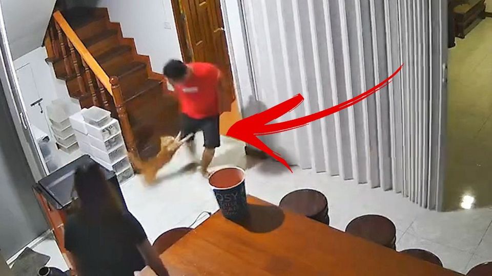 Μη σας βάλει γάτα στο μάτι... (vid)