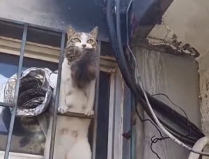 Απίθανη γάτα, ανεβαίνει σε ταράτσα με το γατάκι της στο στόμα (Vid)