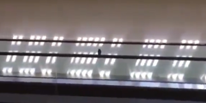 Πουλί ξέρει να περνάει καλά… (vid)