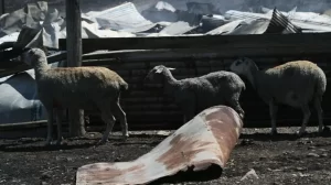 Χιλιάδες αιγοπρόβατα χάθηκαν από τις πυρκαγιές στη Μαγνησία