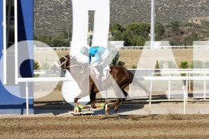 Markopoulo Park: Πέντε Ελληνικές Ιπποδρομίες και 3 ΣΚΟΡ στη συγκέντρωση της Δευτέρας