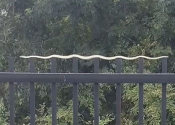 Απίθανο! Φίδι… φακίρης, «ξεκουράζεται» σε κάγκελα! (vid)