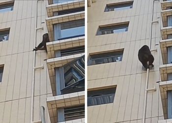 Η απόδραση ενός γορίλα! Απίθανο περιστατικό στην Κίνα (vid)