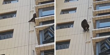 Η απόδραση ενός γορίλα! Απίθανο περιστατικό στην Κίνα (vid)