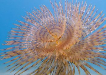 Απόκοσμο πλάσμα… Αυτό είναι το «σκουλήκι… ξεσκονίστρα» (vid)