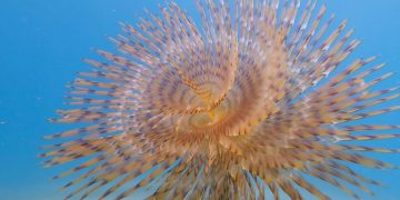 Απόκοσμο πλάσμα… Αυτό είναι το «σκουλήκι… ξεσκονίστρα» (vid)