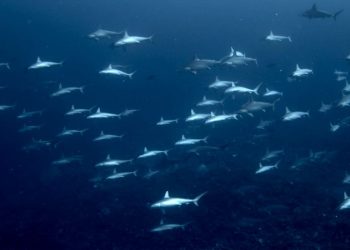 Δύτης πέφτει πάνω σε κοπάδι σφυροκέφαλων καρχαριών (vid)