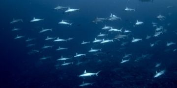 Δύτης πέφτει πάνω σε κοπάδι σφυροκέφαλων καρχαριών (vid)