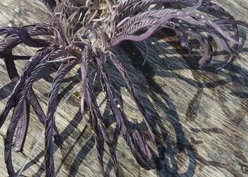 Εντοπίστηκε απόκοσμο θαλάσσιο πλάσμα…