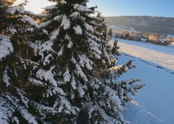 Αλεξιπτωτιστής πλαγιάς… προσγειώνεται σε δέντρο! (vid)