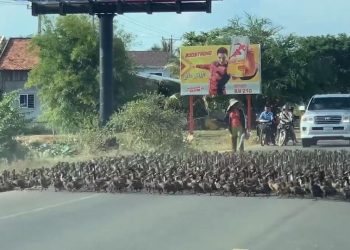 Παρέλαση από… πάπιες σε πολυσύχναστο δρόμο (Vid)