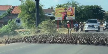 Παρέλαση από… πάπιες σε πολυσύχναστο δρόμο (Vid)