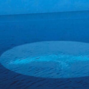 Ψαράδες σε απόλυτο σοκ: Εντόπισαν σαλάχι 3 τόνων… (vid)