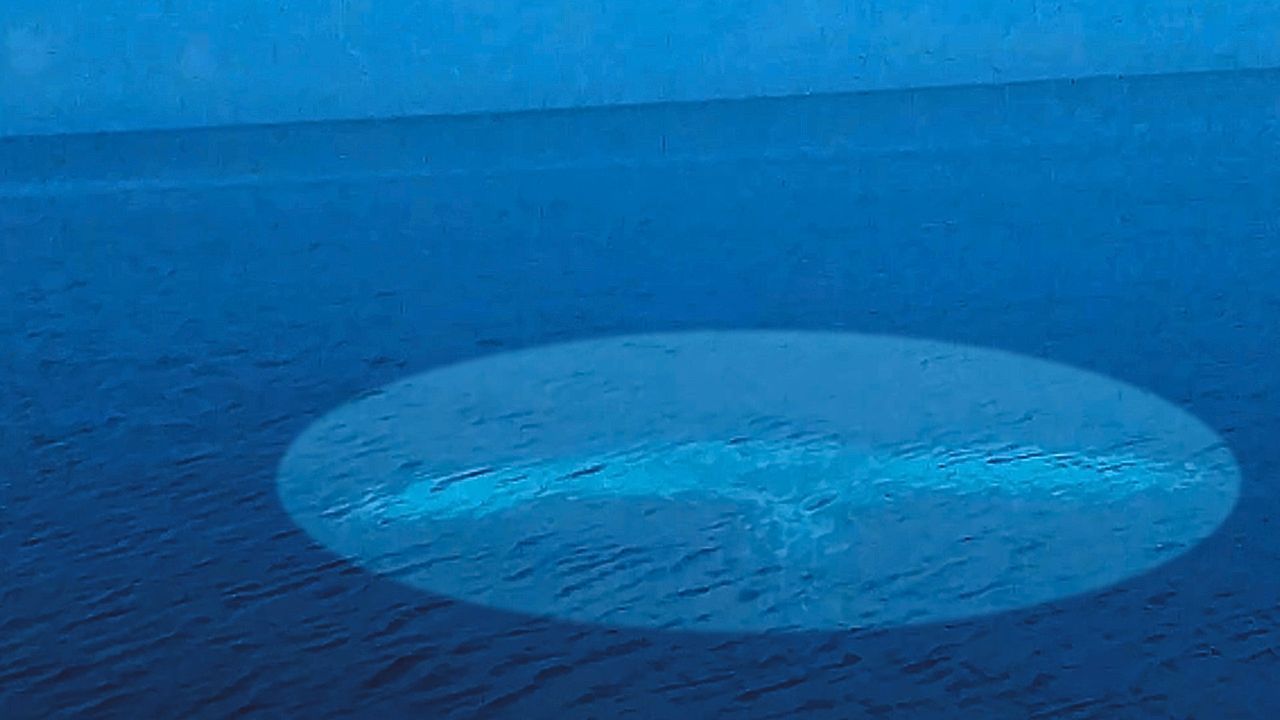 Ψαράδες σε απόλυτο σοκ: Εντόπισαν σαλάχι 3 τόνων... (vid)