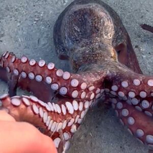 Χταπόδι βγήκε στη στεριά – Δεν φαντάζεστε τον λόγο (vid)